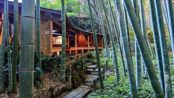Sunlight filtering through a dense grove of tall bamboo at Hokoku-ji temple in Kamakura