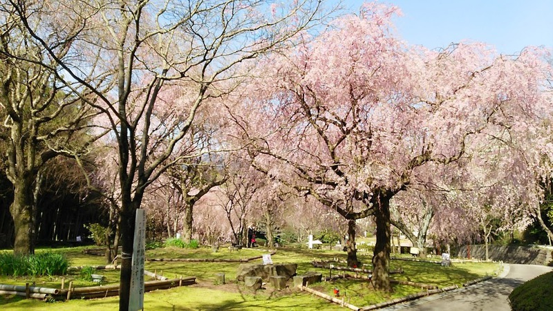 Arai Castle Ruins Park in Manazuru with bamboo groves and cherry blossoms in spring