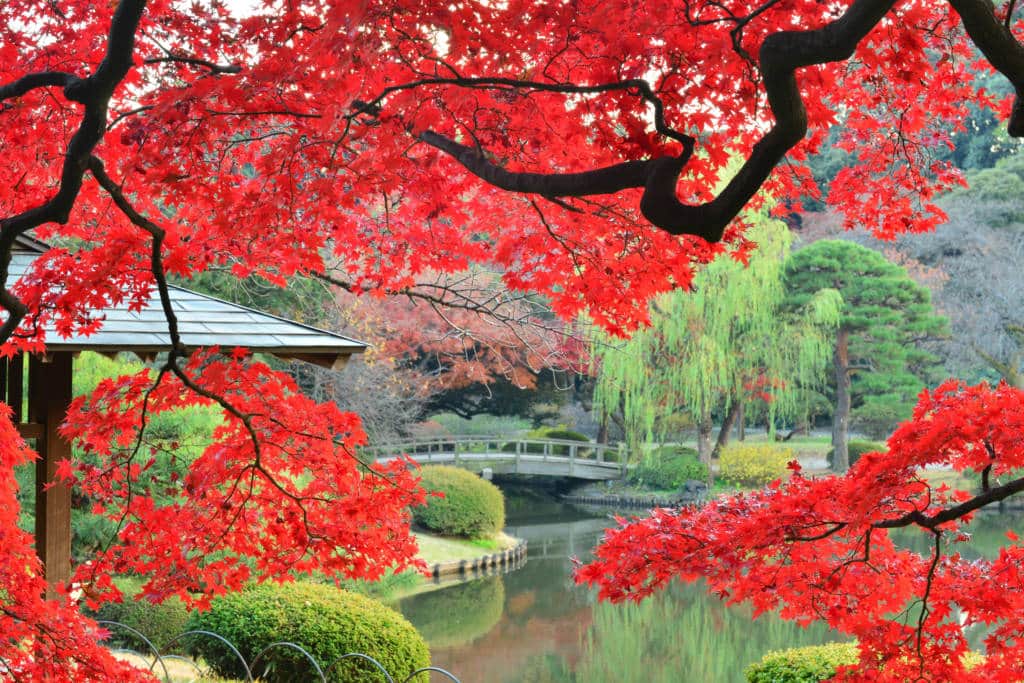 Vivid autumn maple foliage in the traditional Japanese gardens of Shinjuku Gyoen